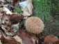 Tüskés pöfeteg (Lycoperdon echinatum), Zemplén